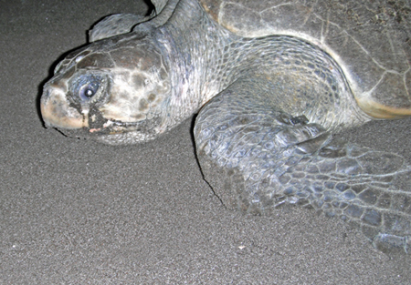 Olive Ridley Side